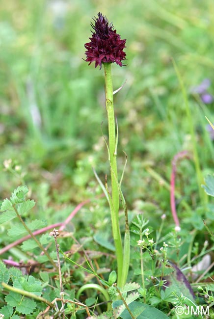 Gymnadenia rhellicani