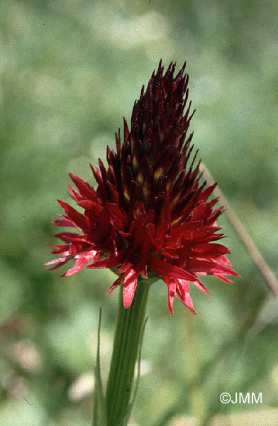 Gymnadenia rhellicani