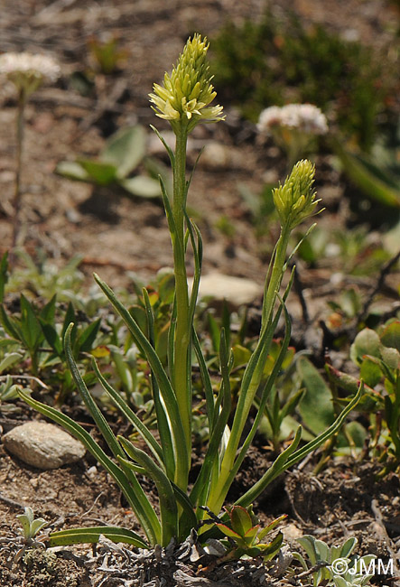 Gymnadenia rhellicani f. alba