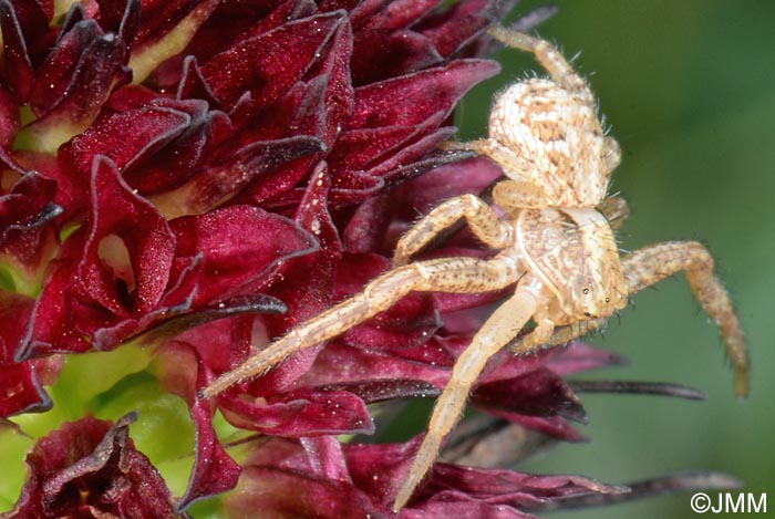 Gymnadenia rhellicani & Xysticus cristatus