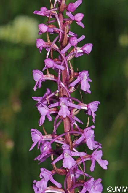 Gymnadenia saraviana