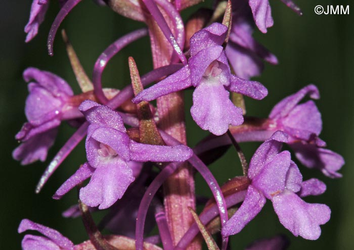 Gymnadenia saraviana