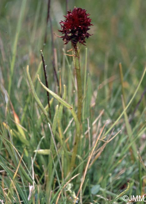 Gymnadenia savogiensis = Nigritella savogiensis