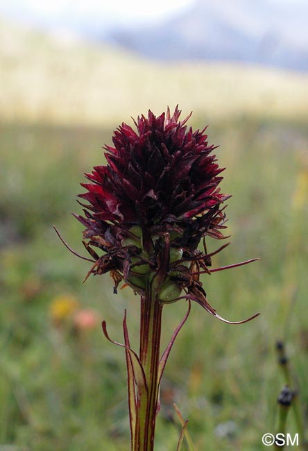 Gymnadenia savogiensis = Nigritella savogiensis