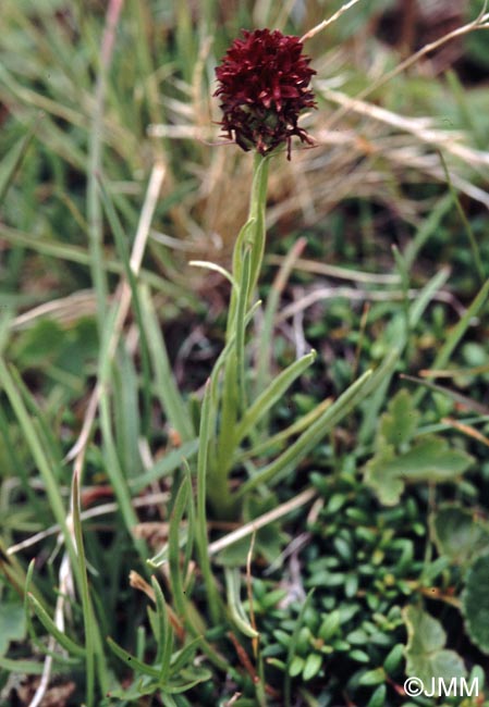 Gymnadenia savogiensis = Nigritella savogiensis