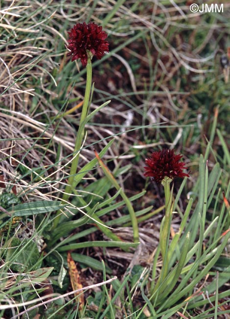 Gymnadenia savogiensis = Nigritella savogiensis