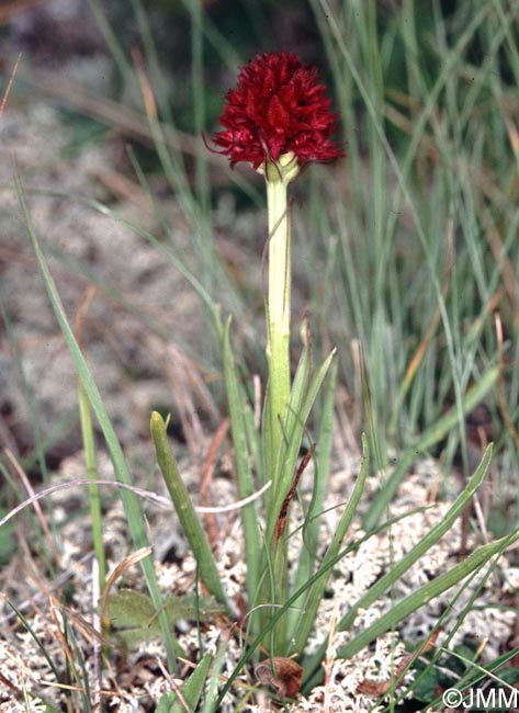 Gymnadenia savogiensis = Nigritella savogiensis