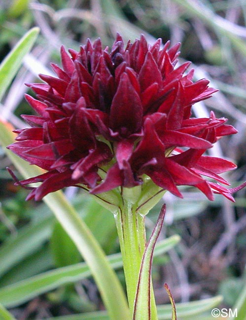 Gymnadenia savogiensis = Nigritella savogiensis