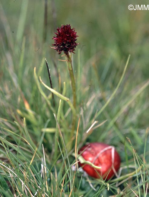 Gymnadenia savogiensis = Nigritella savogiensis, avec Russula nana