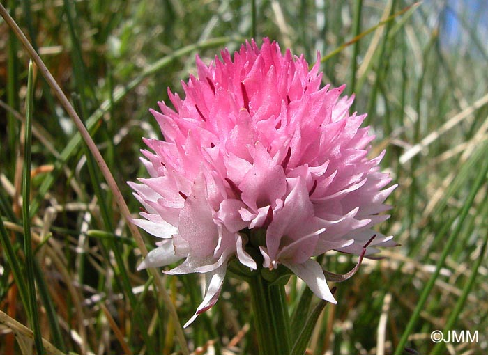 Gymnadenia widderi = Nigritella widderi