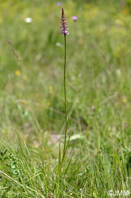 Gymnadenia x intermedia