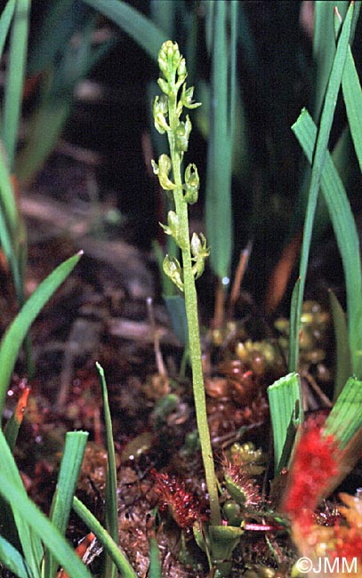 Hammarbya paludosa