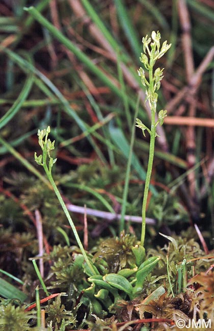 Hammarbya paludosa