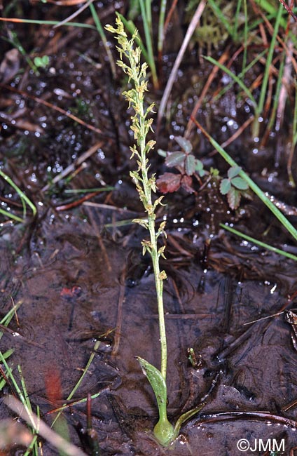 Hammarbya paludosa