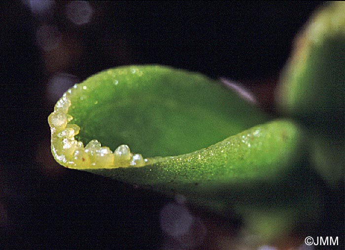 Hammarbya paludosa : bulbilles sur les feuilles