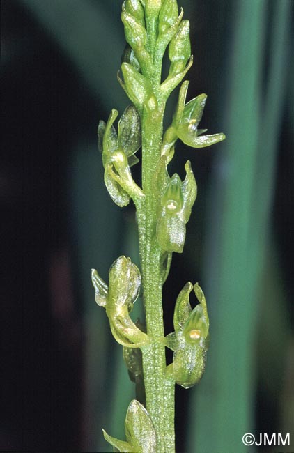 Hammarbya paludosa