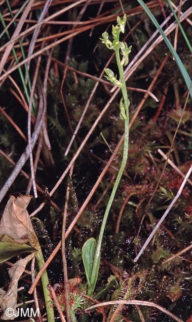 Hammarbya paludosa