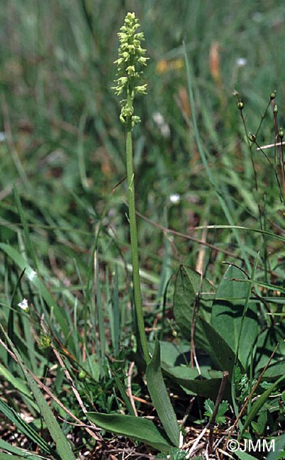 Herminium monorchis