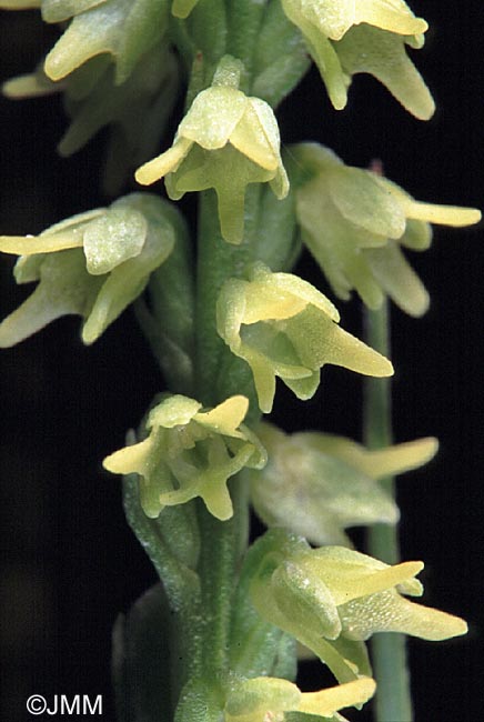 Herminium monorchis