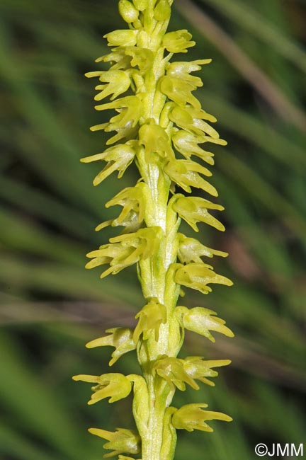 Herminium monorchis