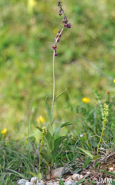 Herminium monorchis & Epipactis atrorubens