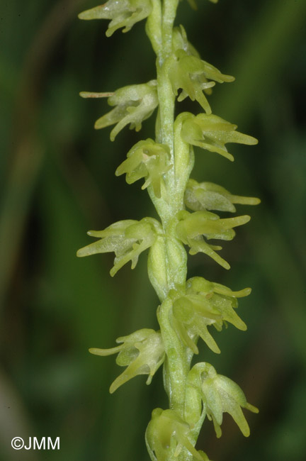 Herminium monorchis