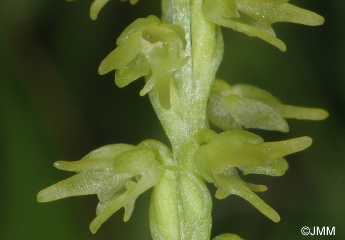 Herminium monorchis 