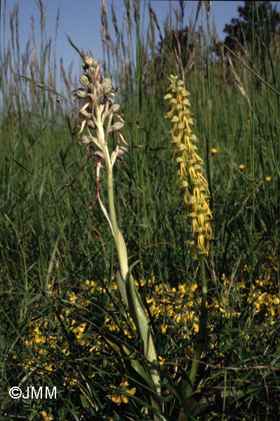 Himantoglossum hircinum  & Orchis anthropophora