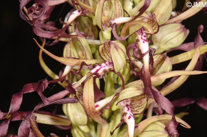 Himantoglossum hircinum