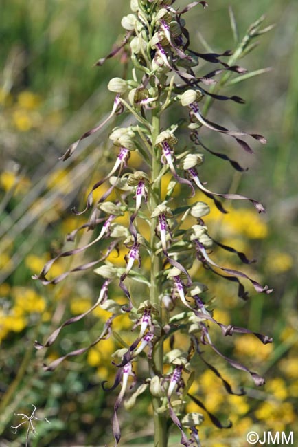 Himantoglossum hircinum