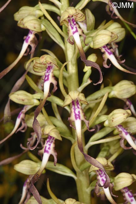 Himantoglossum hircinum