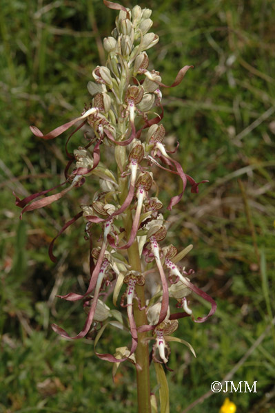 Himantoglossum hircinum