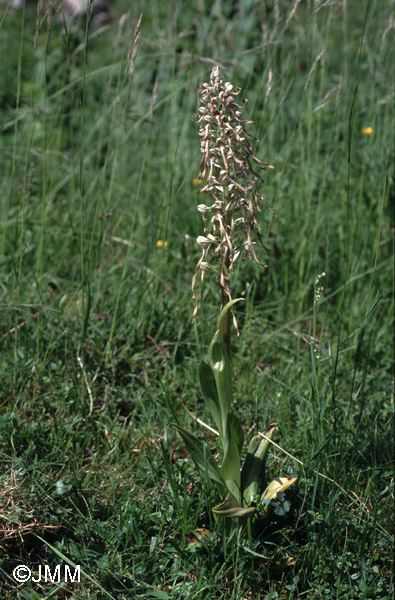 Himantoglossum hircinum