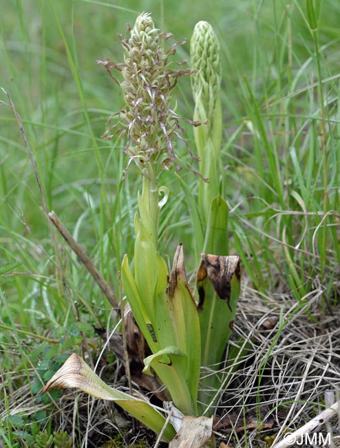 Himantoglossum hircinum