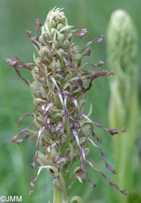 Himantoglossum hircinum