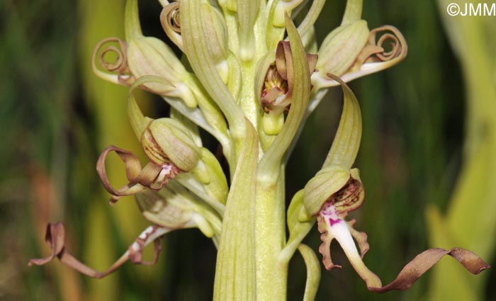 Himantoglossum hircinum