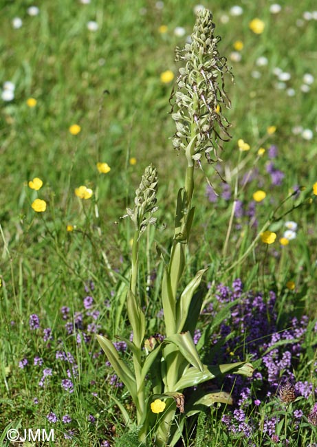 Himantoglossum hircinum