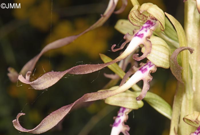 Himantoglossum hircinum