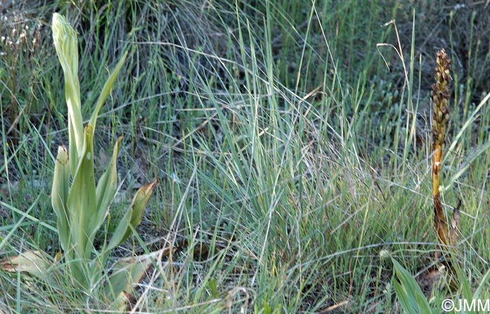 Himantoglossum robertianum & Himantoglossum hircinum