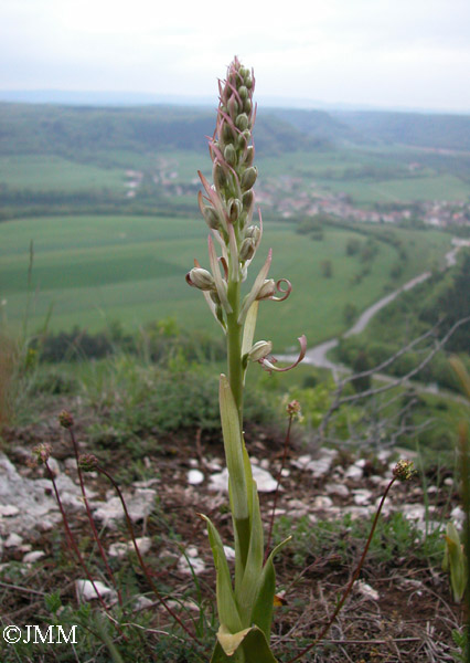 Himantoglossum hircinum