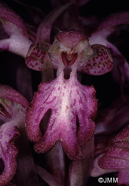 Himantoglossum robertianum