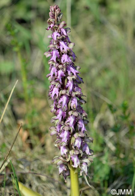 Himantoglossum robertianum