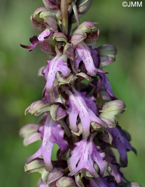 Himantoglossum robertianum