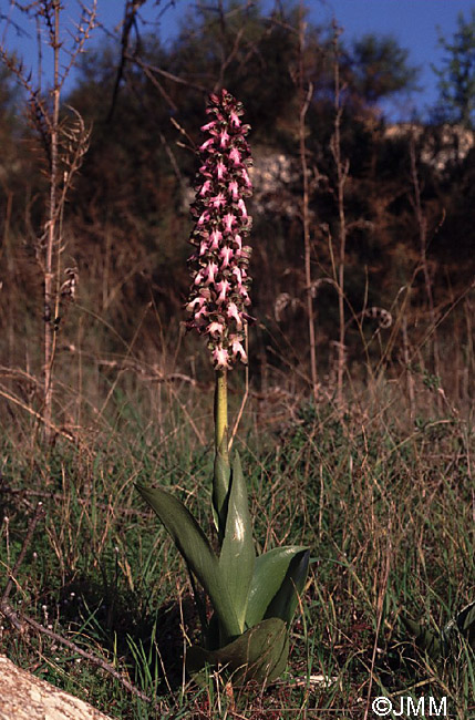 Himantoglossum robertianum