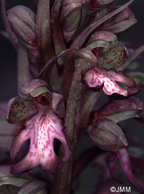 Himantoglossum robertianum