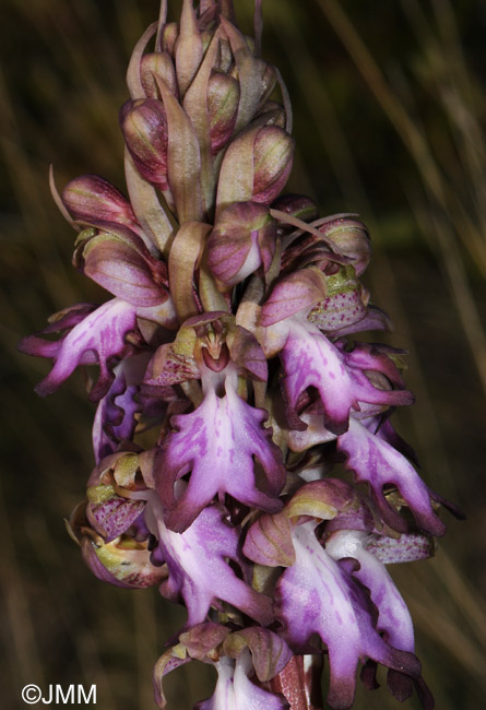 Himantoglossum robertianum