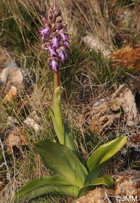 Himantoglossum robertianum