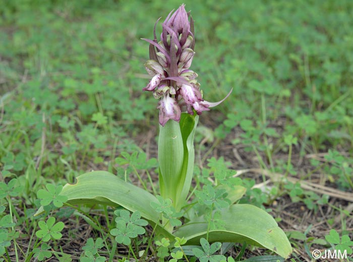 Himantoglossum robertianum