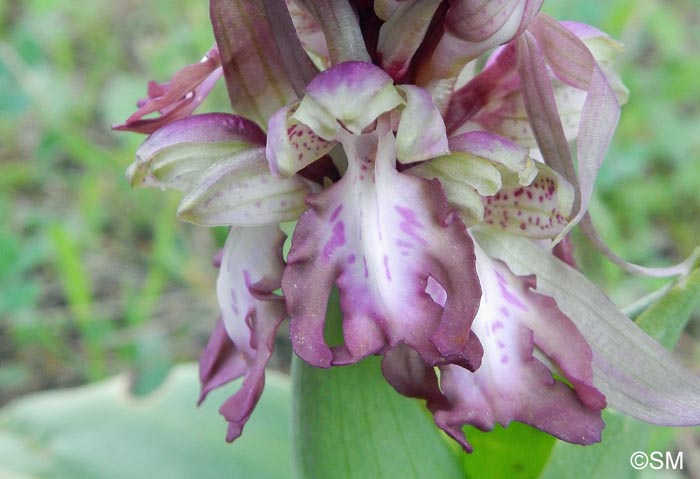 Himantoglossum robertianum