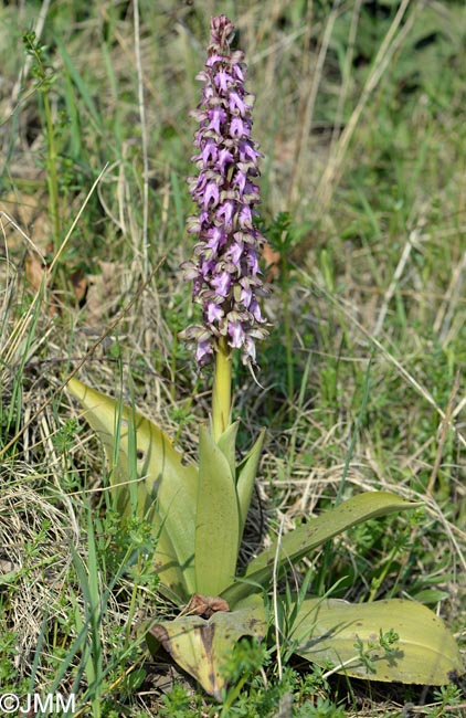 Himantoglossum robertianum